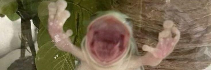 McStupit's profile banner image