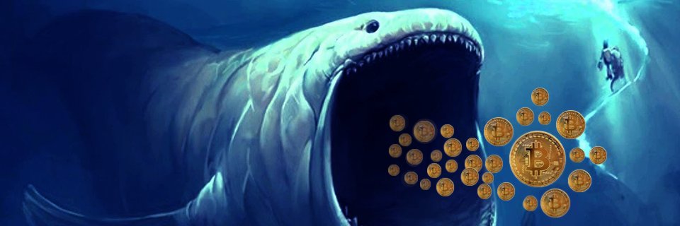 HumpBackCrypto's profile banner image