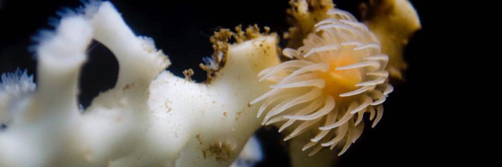 MBEC_benthos's profile banner image