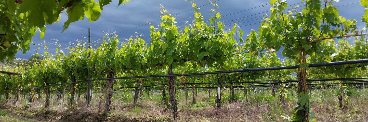 creeksidecellar's profile banner image