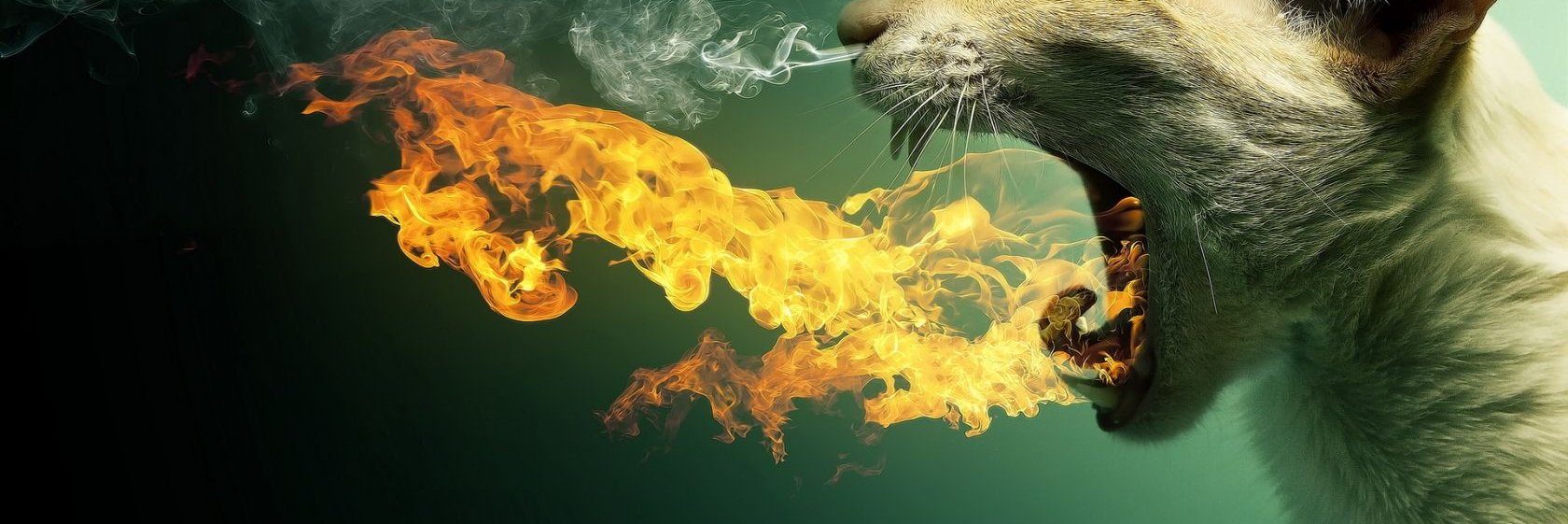 KiittCat's profile banner image