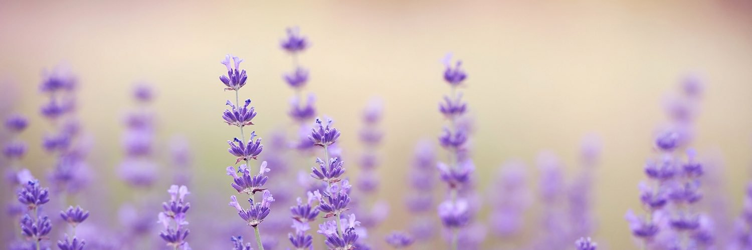MeMyselfnTE's profile banner image