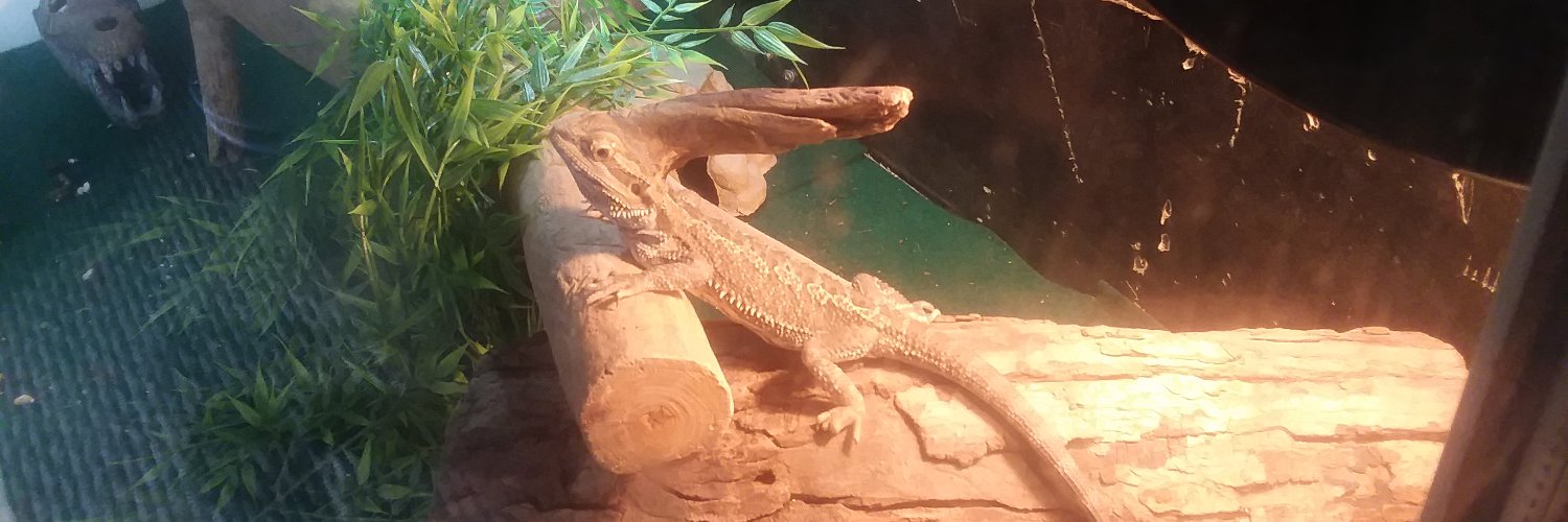 Chandler Archey banner