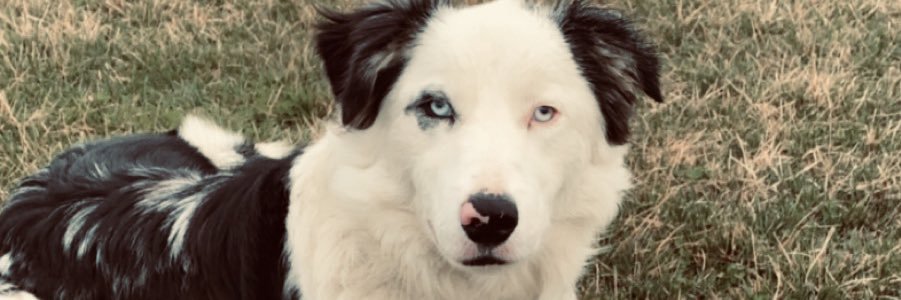 KarleeLloyd's profile banner image