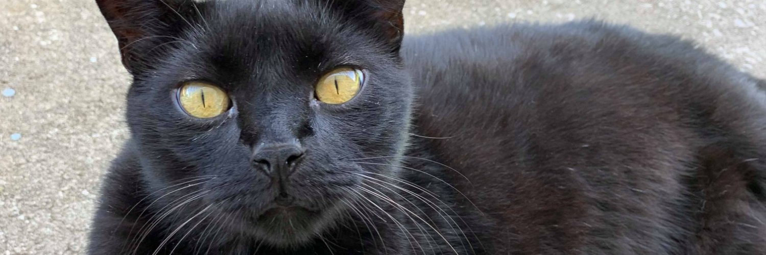 Christina Arasmo 🐈‍⬛ banner