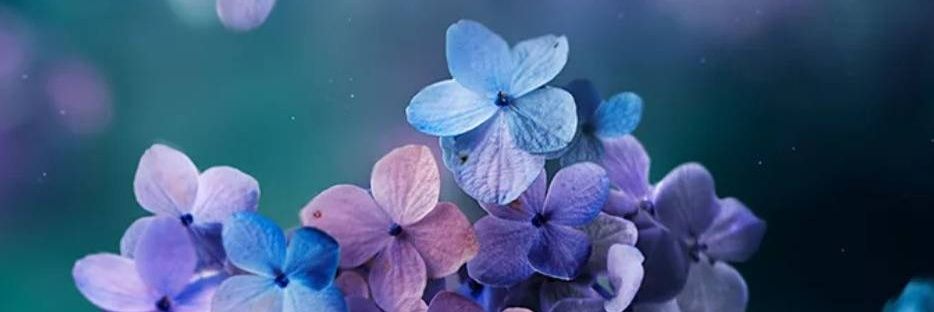 she598's profile banner image
