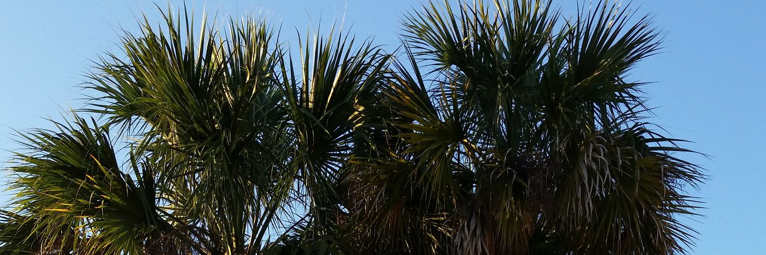 TMard's profile banner image