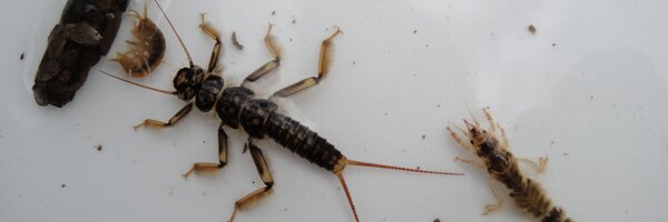 Riverflies Profile Banner