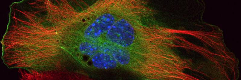 Der Lab at UNC banner