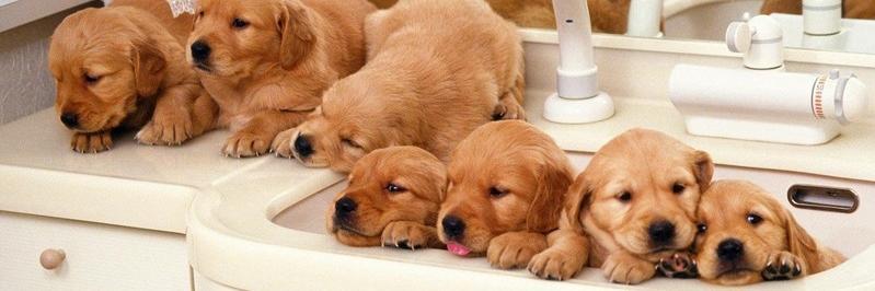 dogproff's profile banner image