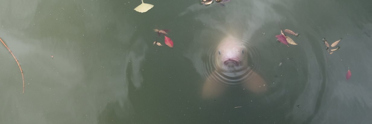 Tamara Hilmes ☹️ banner