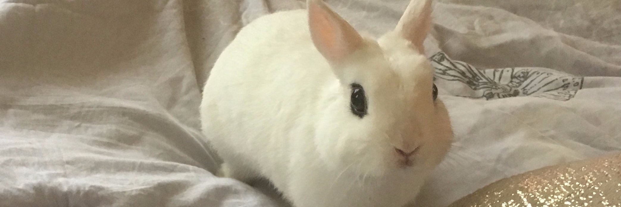 theoriginalci's profile banner image