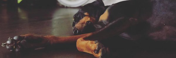 SaraDonchey Profile Banner