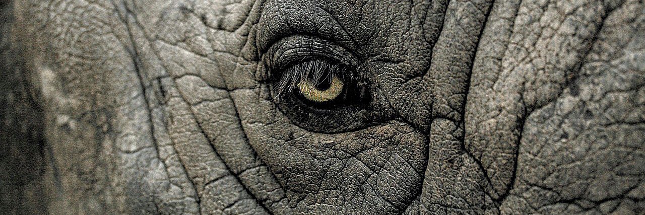 Zoomorphic Magazine banner