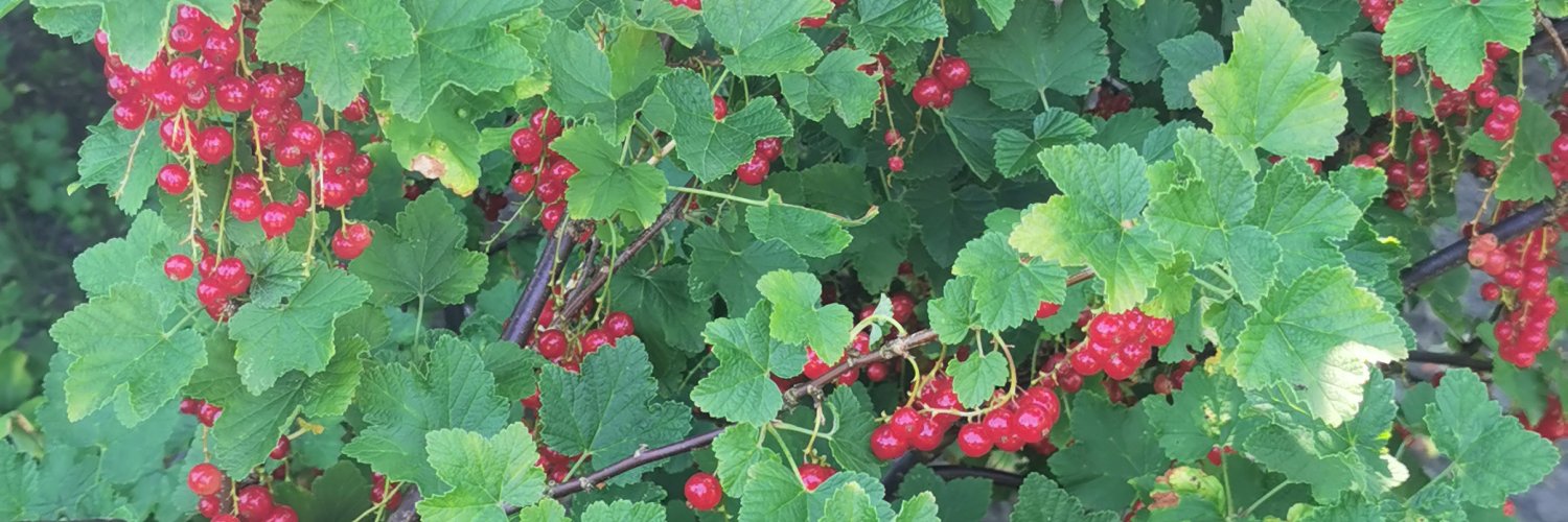 JozefKowalewski's profile banner image