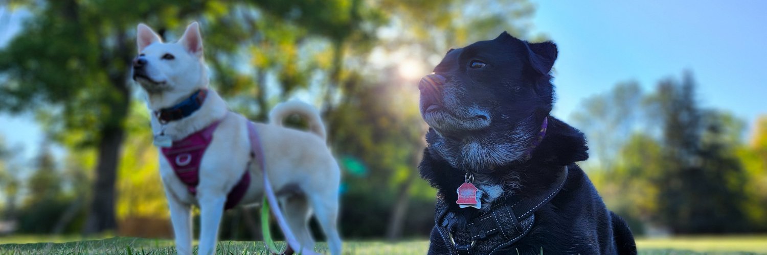 RealAlexD's profile banner image