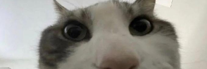 🦇 Sqwippy 🦇 banner