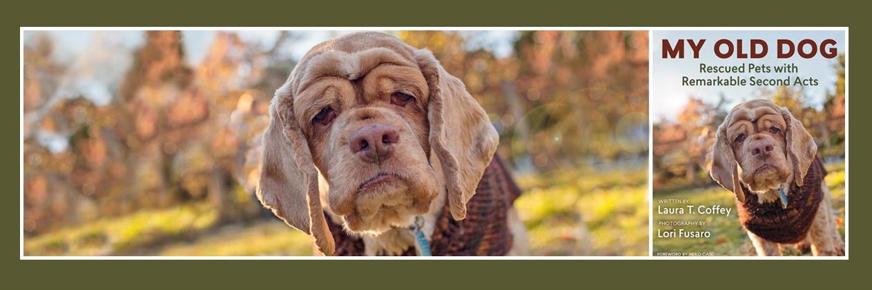 My Old Dog banner