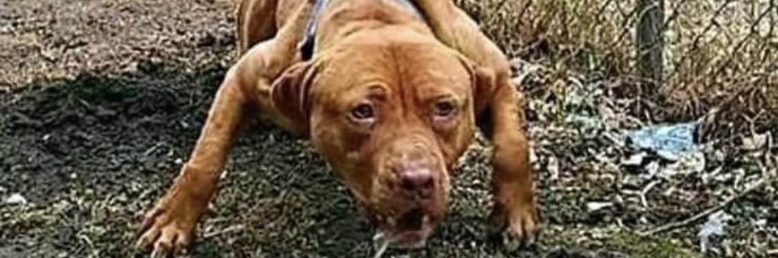 Rico Rodriguez banner