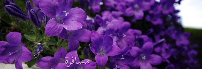 1_msafrh's profile banner image