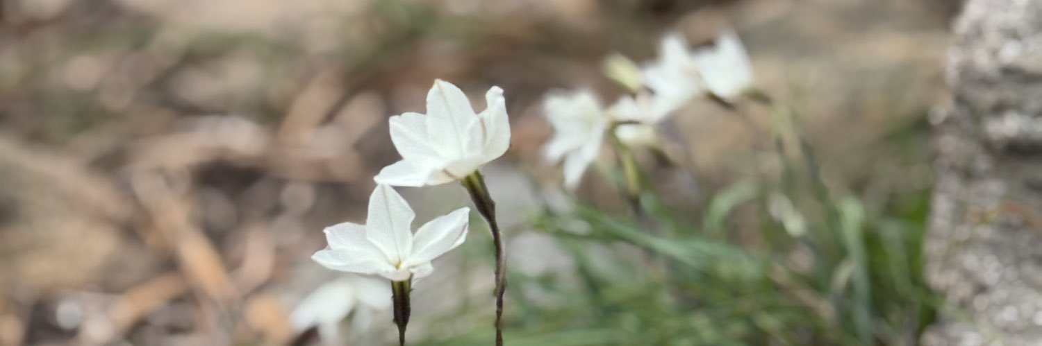 FloLoPresti's profile banner image