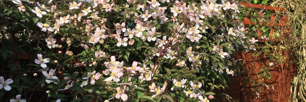 Ingrid Massage banner