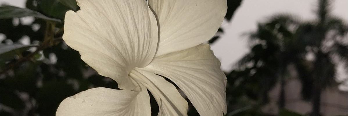 ilayyin's profile banner image