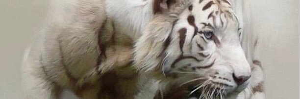 kriskimera's profile banner image