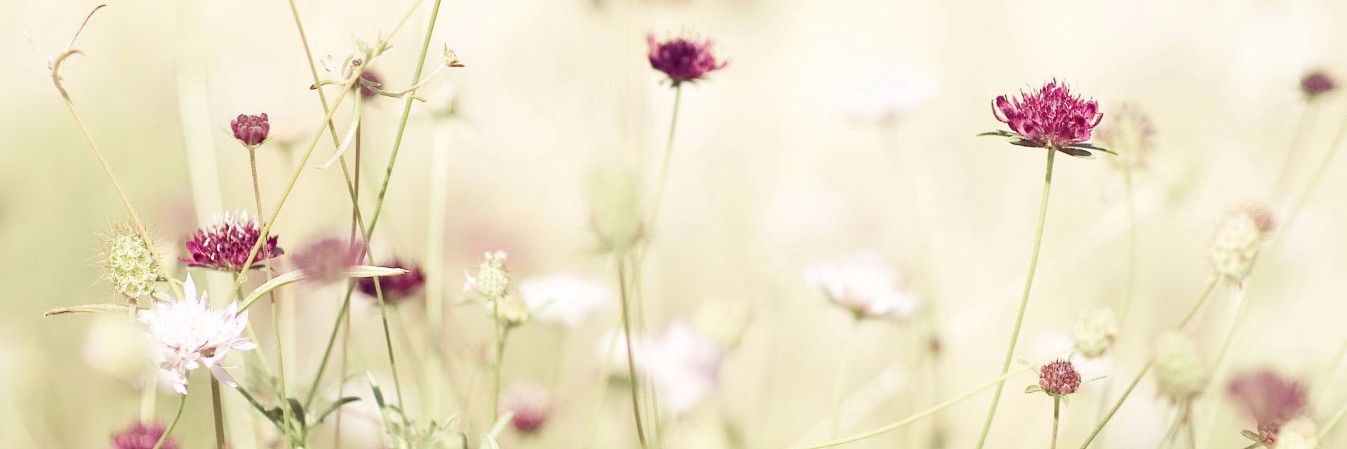 flowerbelle85's profile banner image