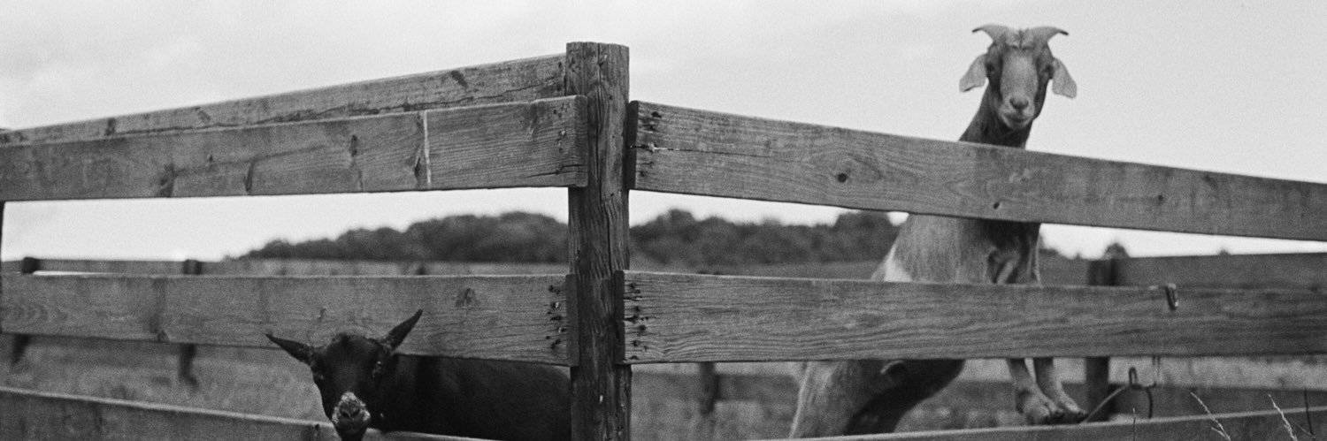 freewillyB's profile banner image
