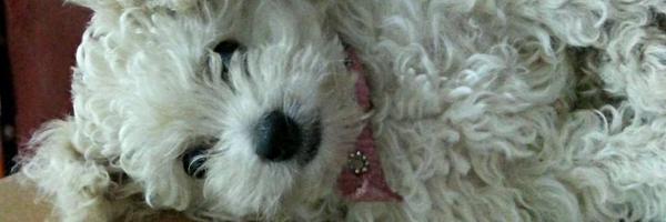 nodangs Profile Banner