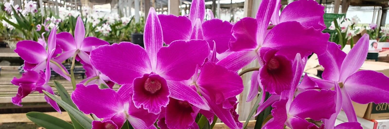 mytorchid's profile banner image