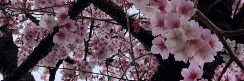 jvjxo's profile banner image
