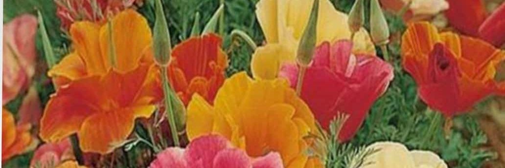 ranjan5007's profile banner image