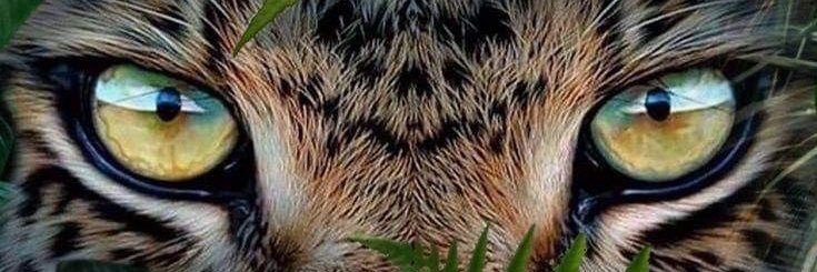 SamiiRezende's profile banner image
