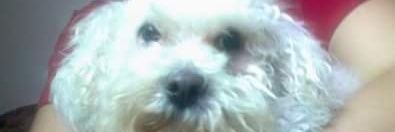 atalialarroza's profile banner image
