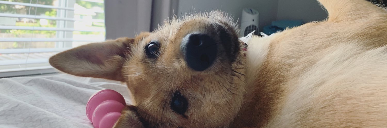 Morgz banner
