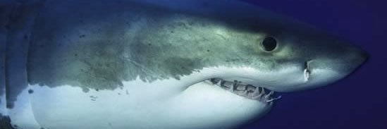 Hammerschlag Lab banner