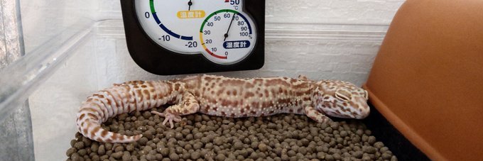 Gecko_UZ's profile banner image