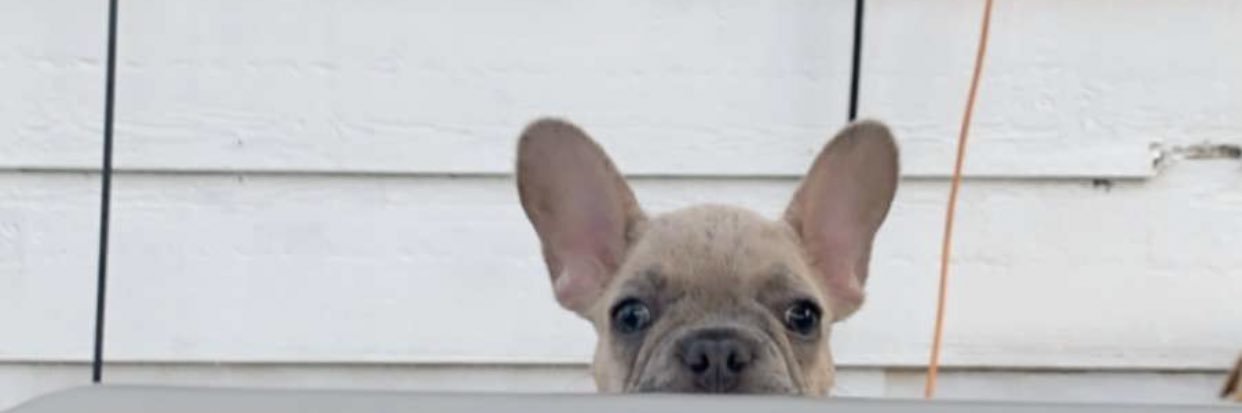 elyse_robson's profile banner image