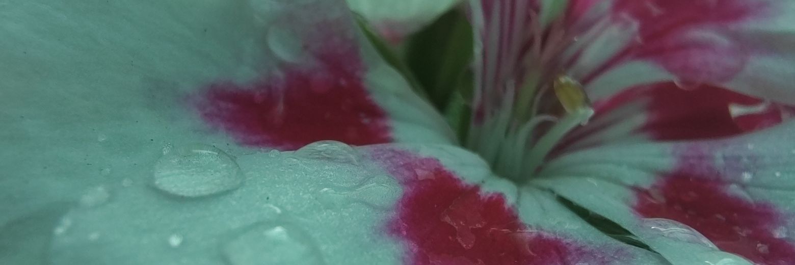 Leonardo (bi?) banner