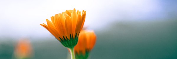 axeljarcor Profile Banner