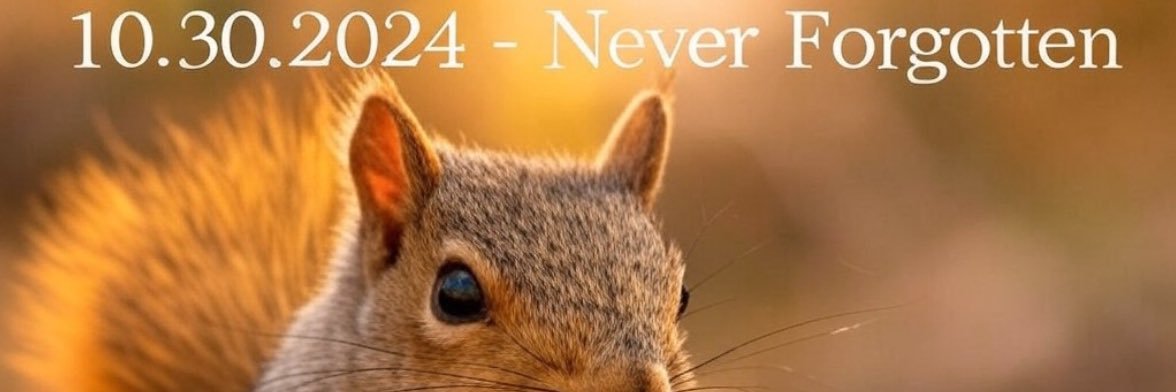 Damp Squirrel banner