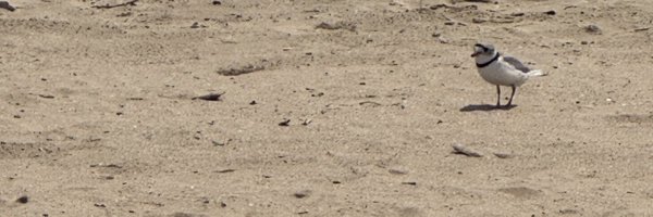 smontemayor Profile Banner