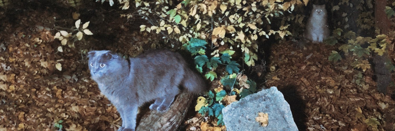 ⋆⍋* 𝐏𝐚𝐥𝐝𝐮𝐜𝐤𝐬 ☽˚｡⋆ banner