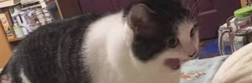 fakerepellent's profile banner image