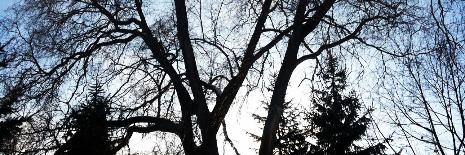 devulldogsMento's profile banner image