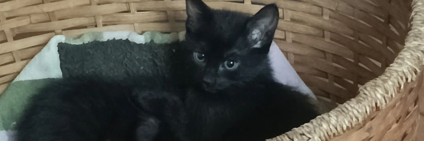 Charloteabigail's profile banner image