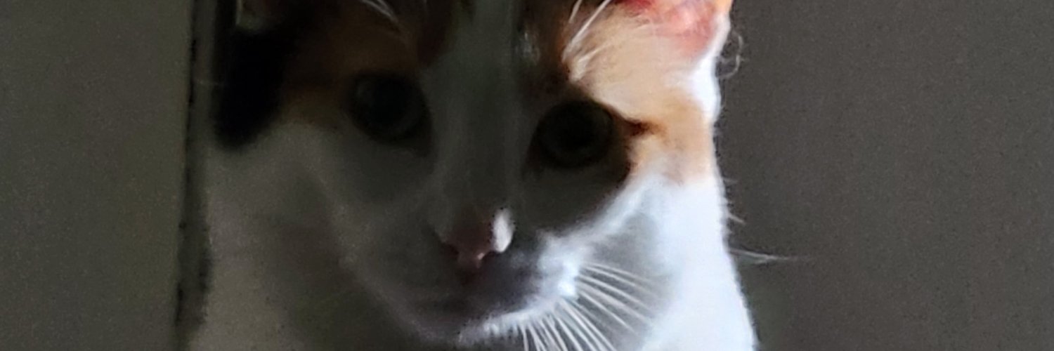 Todd case banner