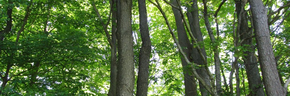Heidi Escobar banner